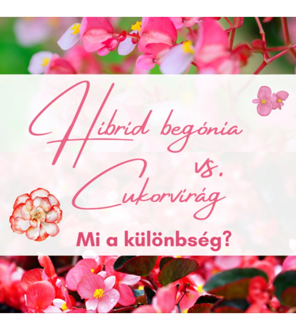 Hibrid begónia vs. Cukorvirág - Mi a különbség?