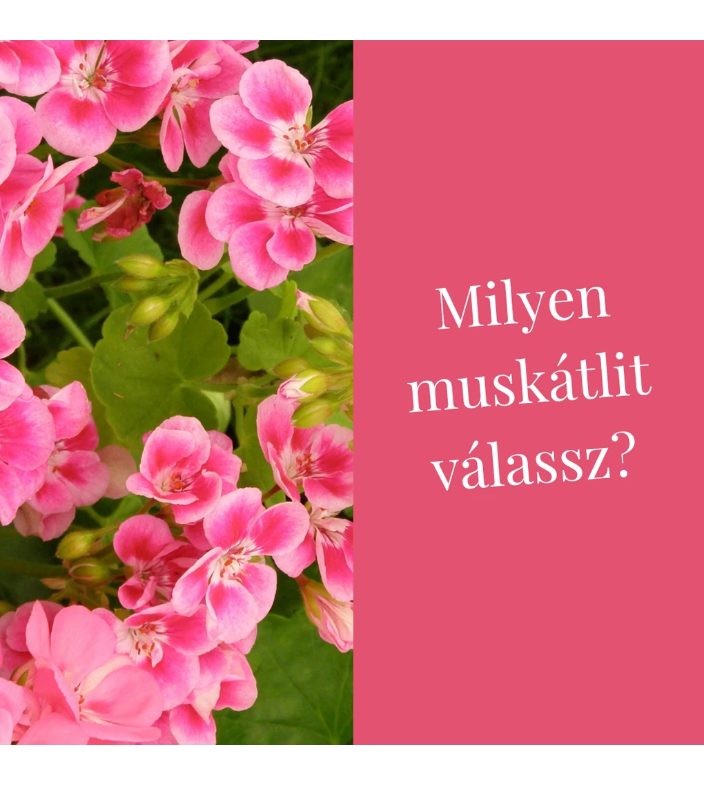 Milyen muskátlit válassz?