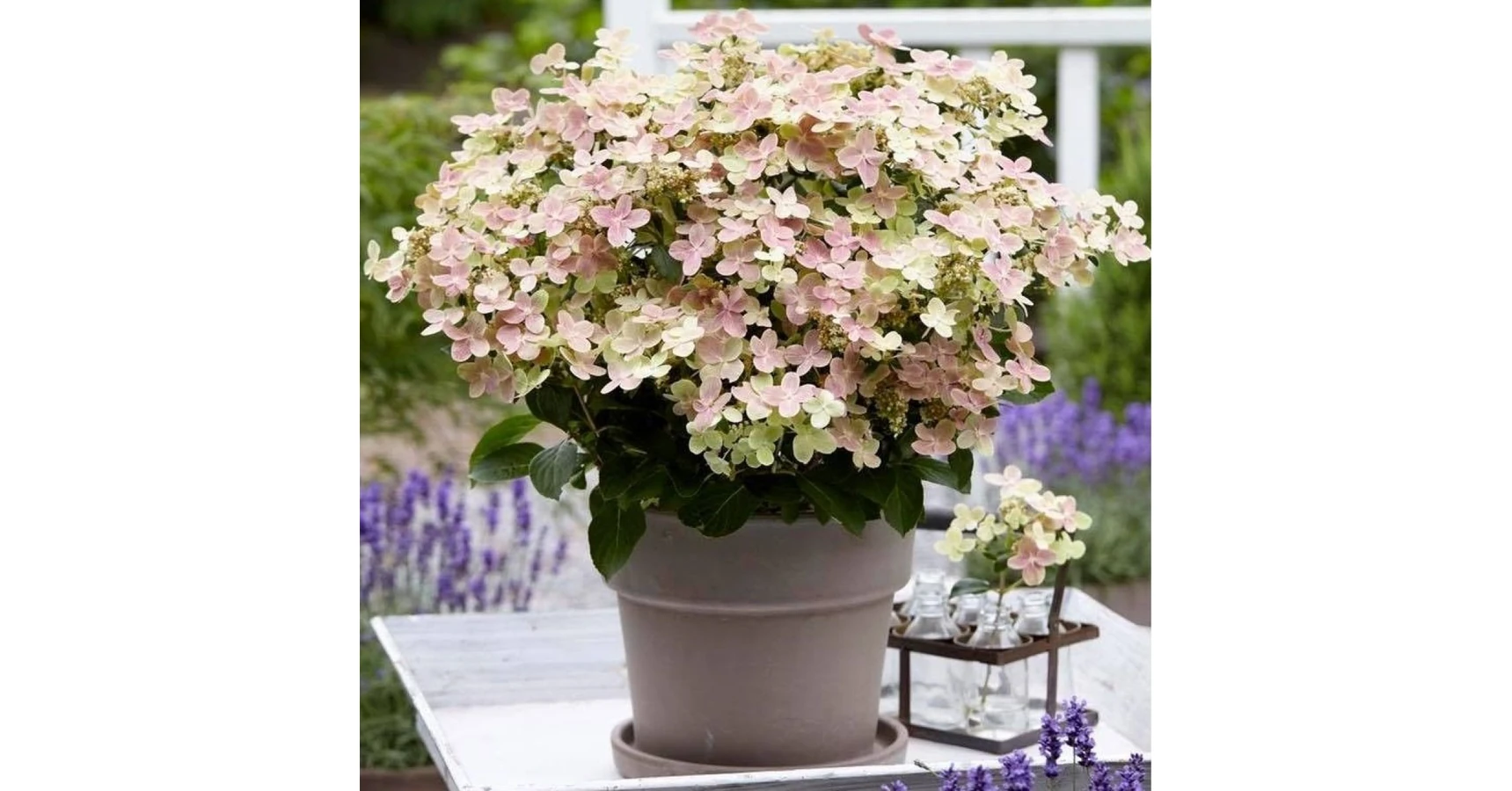 Hydrangea Switch Hydrangea paniculata 'Switch Ophelia' - bugás hortenzia - CS17 ...