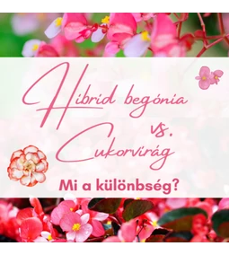 Hibrid begónia vs. Cukorvirág - Mi a különbség?