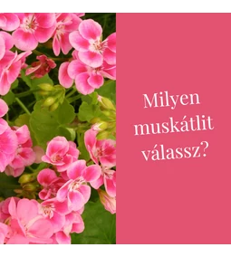 Milyen muskátlit válassz?