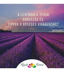 A levendula titkai  - gondozás és tippek a bőséges virágzáshoz
