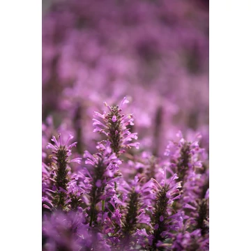 Agastache aurantiaca 'Sunny Sparks' - izsópfű - CS12