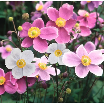 Anemone hupehensis 'Rose Shade' – kínai szellőrózsa - CS12