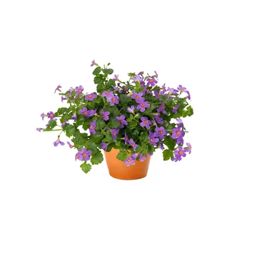 Bacopa 'Bahia Purple Sand' - bakopa - CS12