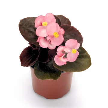 Begonia semperflorens - bordó levelű, rózsaszín cukorvirág - CS9