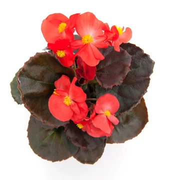 Begonia semperflorens - bordó levelű, piros cukorvirág - CS9