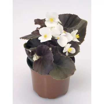 Begonia semperflorens - bordó levelű, fehér cukorvirág - CS9