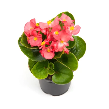 Begonia semperflorens - zöld levelű, rózsaszín cukorvirág - CS9