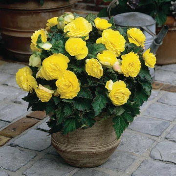 Begonia x tuberhybrida 'Limitless Yellow' - gumós begónia - CS12