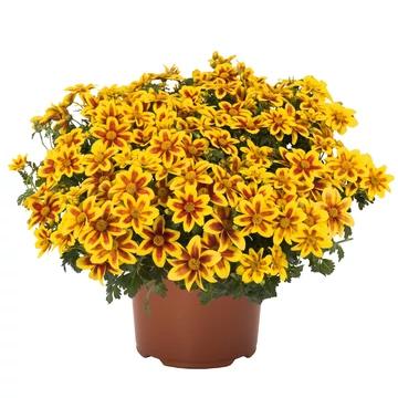 Bidens ferulifolia 'Red Eye' - balkon aranya - CS12