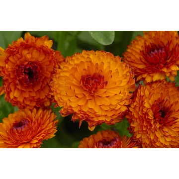 Calendula officinalis - körömvirág - CS10,5