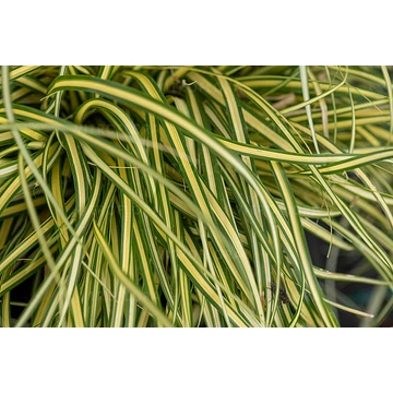 Carex oshimensis 'Evergold' – madárlábú sás