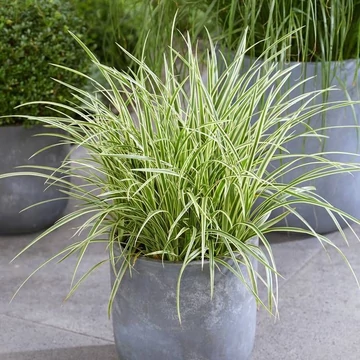 Carex hybrida ’Gold Band’ - tarka sás -  CS12