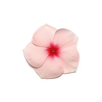 Catharanthus roseus 'Titan Apricot' -  vinca, vinka - CS9