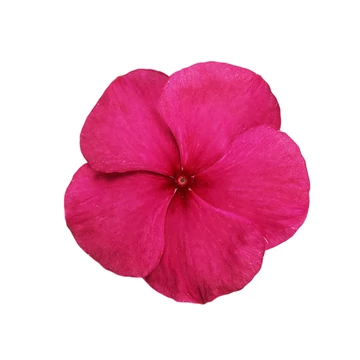 Catharanthus roseus 'Titan Burgundy' - vinca, vinka - CS9