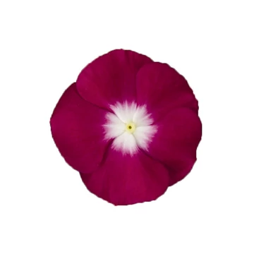 Catharanthus roseus 'Patricia Burgundy Halo' - vinca, vinka - CS9