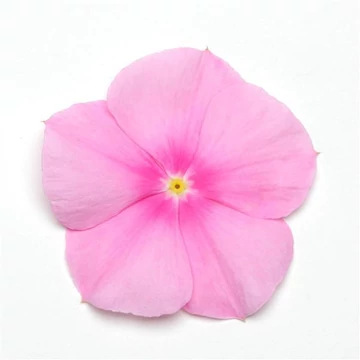 Catharanthus roseus 'Titan Icy Pink' - vinca, vinka -CS9
