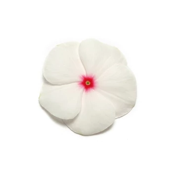 Catharanthus roseus 'Titan Polka Dot' - vinca, vinka -CS9