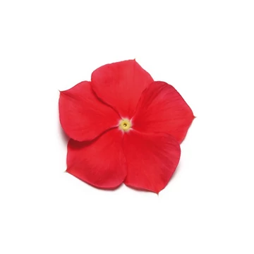 Catharanthus roseus 'Titan Red' - vinca, vinka - CS9