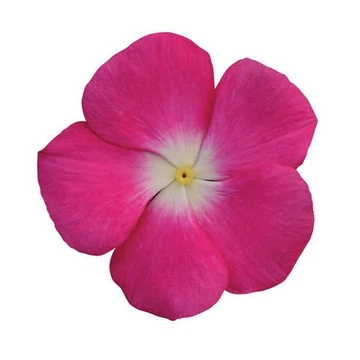 Catharanthus roseus 'Titan Rose Halo' - vinca, vinka - CS9