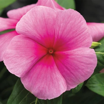 Catharanthus roseus 'Titan Strawberry' - vinca, vinka - CS9