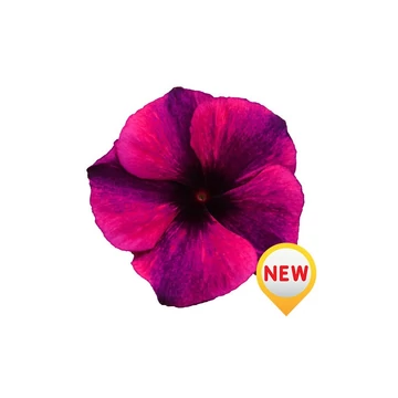 Catharanthus roseus 'Tatto Black Cherry' - vinca, vinka - CS9