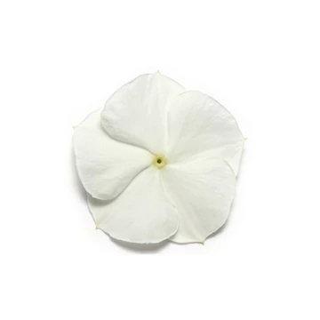 Catharanthus roseus 'Titan White' - vinca, vinka - CS9