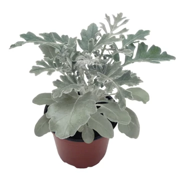 Jacobaea maritima (Senecio cineraria)  Silver Dust - hamvaska - CS9