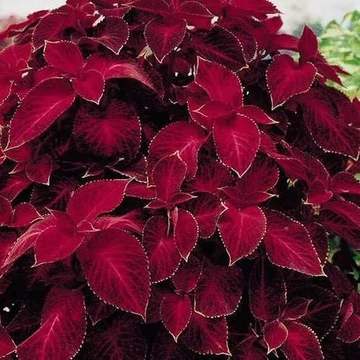 Coleus blumei 'Velvet Red' - díszcsalán - CS9