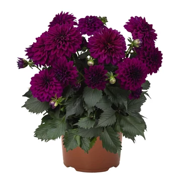 Dahlia hybrida 'Purple' - törpe dália - CS14