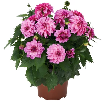 Dahlia hybrida 'Purple Bicolor' - törpe dália - CS14