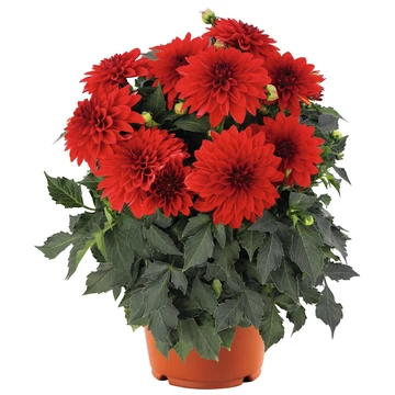 Dahlia hybrida 'Red' - törpe dália - CS14