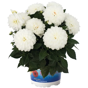 Dahlia hybrida 'White' - törpe dália - CS14