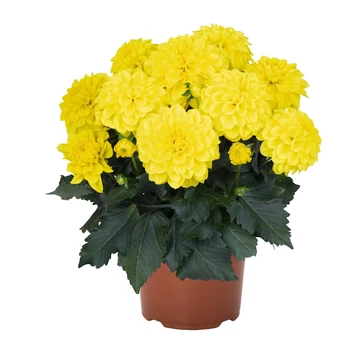Dahlia hybrida 'Yellow' - törpe dália - CS14