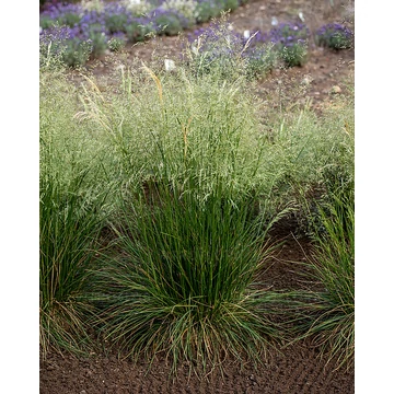 Deschampsia caespitosa 'Goldschleier' - gyepes sédbúza
