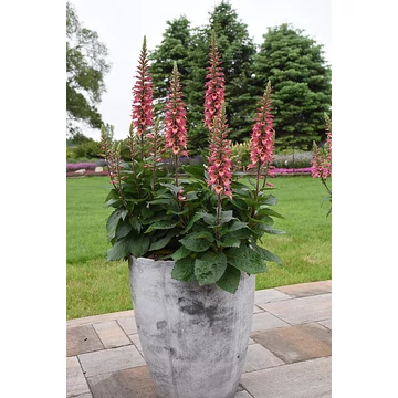 Digitalis x valinii 'Rising Phoenix' - gyűszűvirág