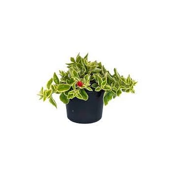 Aptenia cordifolia (Dorotheanthus) 'Mezoo' - jegecske, szívlevelű kristályvirág - CS12