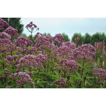 Eupatorium maculatum 'Phantom' - sédkender - CS14