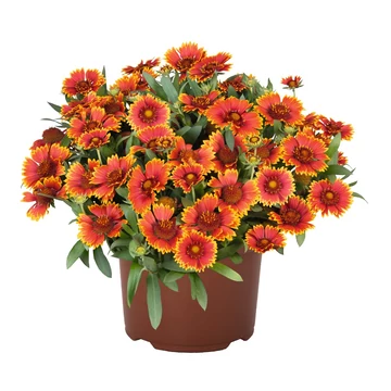 Gaillardia aristata 'SpinTop Orange Halo Imp.' - kokárdavirág - CS12