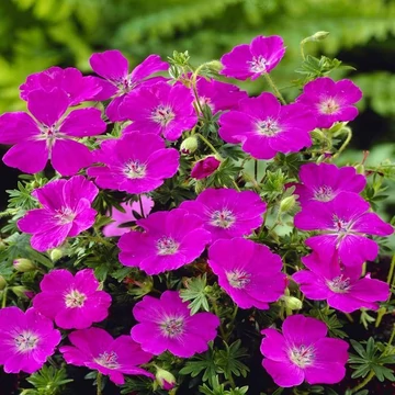 Geranium sanguineum 'Max Frei' - gólyaorr - CS15