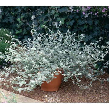 Helichrysum petiolare 'Silver' - kereklevelű szalmagyopár - CS12