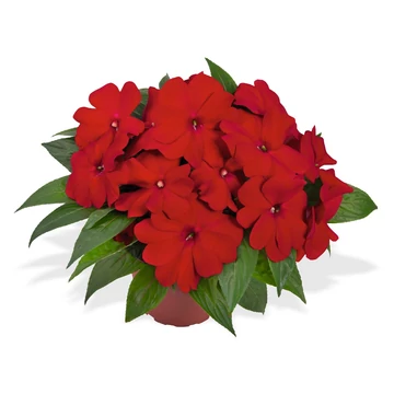 Impatiens New Guineai 'Magnum Dark Red' - nebáncsvirág - CS12