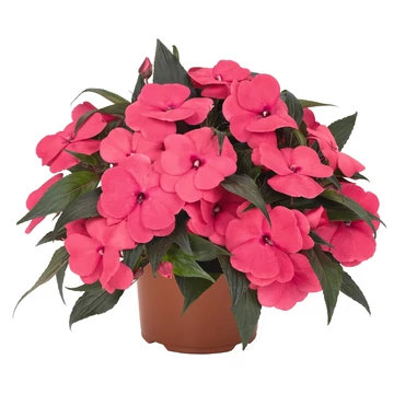 Impatiens New Guineai 'Magnum Hot Pink' - nebáncsvirág - CS12