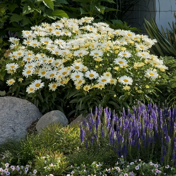 Leucanthemum maximum 'Banana Cream Yellow' - margaréta - CS12