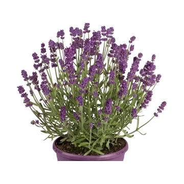 Lavandula angustifolia 'SuperBlue' - levendula - CS12