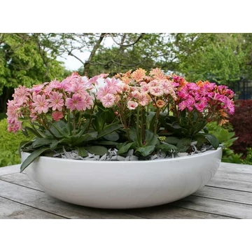 Lewisia cotyledon 'Elise Mix' – változékony dohánygyökér - CS12