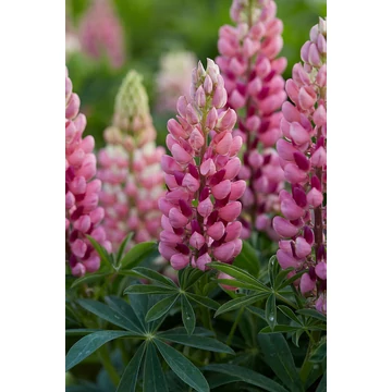 Lupinus polyphyllus 'Lupini Pink Shade' - erdei csillagfürt - CS14