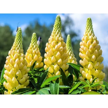 Lupinus polyphyllus 'Lupini Yellow' - erdei csillagfürt - CS14
