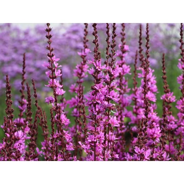 Lythrum virgatum 'Dropmore' - vesszős füzény - CS17
